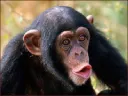 Monkeyman's Jungle League banner