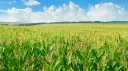 The Cornfield banner