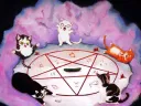 CAT IN A BOX banner