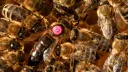 Bee-Fans server banner