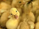 Ducky#5367 banner