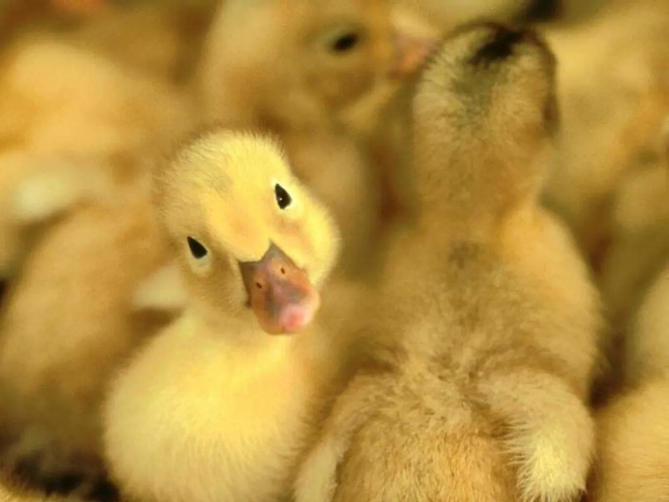Ducky#5367 banner