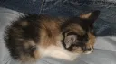 Wiggle Room banner