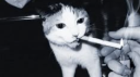 CatCigZone Discord server banner
