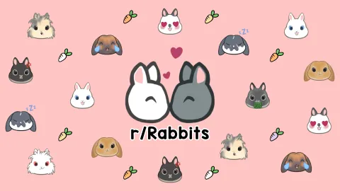 Rabbitors banner