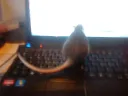 Rat Den banner