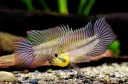 Aquariophilie FR banner