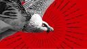 Soaring Roc Studio Banner