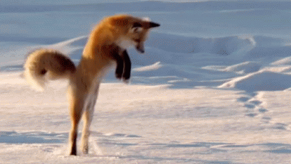 Furry Japan Lovers™ Discord server banner