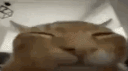 Nekotopia banner