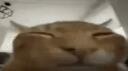 Nekotopia Banner
