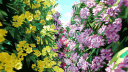 𝒯𝒽𝑒 𝒮𝑒𝒸𝓇𝑒𝓉 𝒢𝒶𝓇𝒹𝑒𝓃 🌿 banner