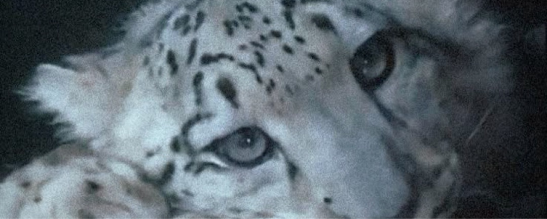 β ππ²π₯ππ« β Banner