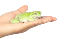 THE LILYPAD 🐸 banner