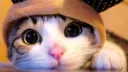 Nyaa Langs banner