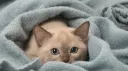 plscord | egirls & cats banner