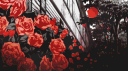 RoseWood banner