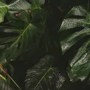 Thomas13 𓆝 𓆟 𓆞 banner