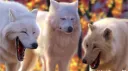 Wolfpack Gaming banner