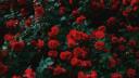 ‧₊˚-┊Luxheart Manor Banner