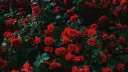 🌹Luxheart Basement🦇 banner