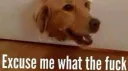 The Canine Collective banner
