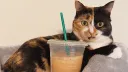The Calico Cafe banner