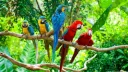 The Bird Cage banner