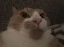 Catastrophe Discord server banner