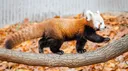 Red Panda Gang banner