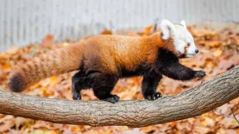 Red Panda Gang banner