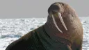 The Walrus Empire banner