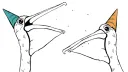 Pelican Party banner
