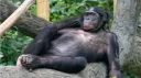 Boosted Bonobos banner