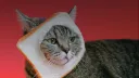 Kitties banner