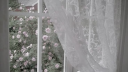 ꒰🌸꒱ Petaliana 𝜗ৎ 𝑑𝑜𝑙𝑙 𝑡𝑎𝑔・𝑠𝑜𝑐𝑖𝑎𝑙・𝑒𝑚𝑜𝑡𝑒𝑠 server banner