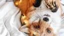 Лисье логово 🦊 Alex Fox banner