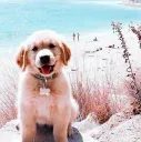 ⋆ ˚｡⋆୨୧˚Pupper ♡ Cult˚୨୧⋆｡˚ ⋆ banner