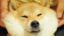 THE official r/dogelore Fanclub banner