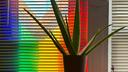 Houseplants! Banner