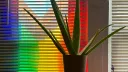 Houseplants! banner