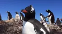 gentoo banner