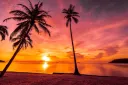 🌴 𝕊𝕂 - 𝕃𝕒𝕟𝕕 🌴 banner