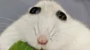 🐹Chomicza Sekta🐹 banner