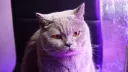 Котомодерн banner