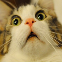 😺Catto Gang😺 Discord server banner