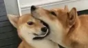 The United States of Doggos banner