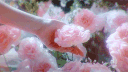 ˚₊·  GFA ✿. banner