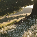 the cottage ♡ ˊˎ- server banner