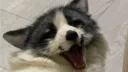 ASK banner
